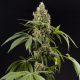 Guava Berry Kush - PHILOSOPHER SEEDS | TanieSianie.pl