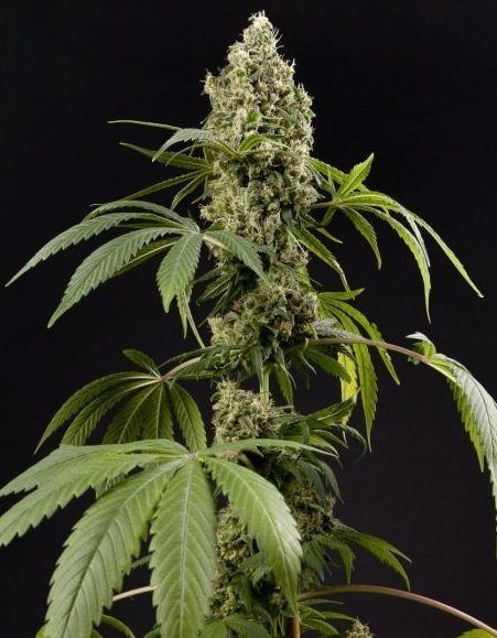 Guava Berry Kush - PHILOSOPHER SEEDS | TanieSianie.pl
