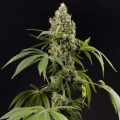 Guava Berry Kush - PHILOSOPHER SEEDS
