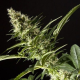 Orange Candy - PHILOSOPHER SEEDS | TanieSianie.pl