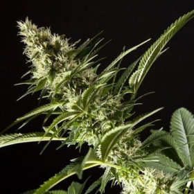 Orange Candy - PHILOSOPHER SEEDS | TanieSianie.pl