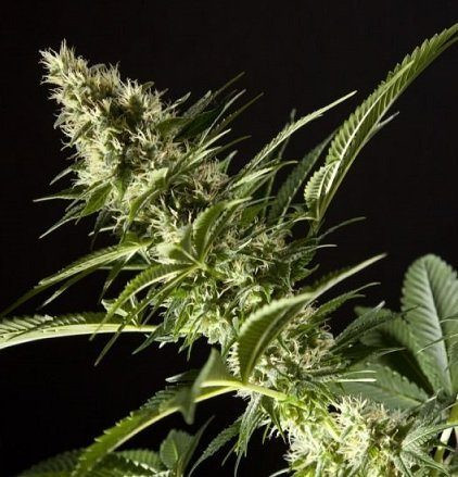 Orange Candy - PHILOSOPHER SEEDS | TanieSianie.pl