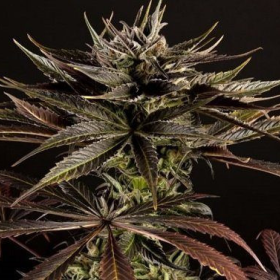 Spicy CBD - PHILOSOPHER SEEDS | TanieSianie.pl