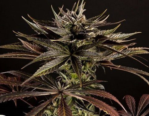 Spicy CBD - PHILOSOPHER SEEDS | TanieSianie.pl