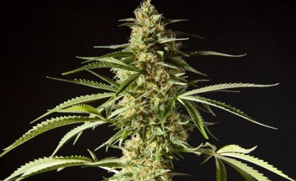 Philo Skunk - PHILOSOPHER SEEDS | TanieSianie.pl