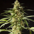 Philo Skunk - PHILOSOPHER SEEDS