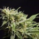 Fruity Jack - PHILOSOPHER SEEDS | TanieSianie.pl
