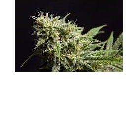 Fruity Jack - PHILOSOPHER SEEDS | TanieSianie.pl
