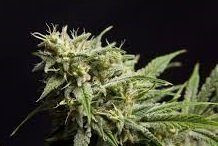 Fruity Jack - PHILOSOPHER SEEDS | TanieSianie.pl