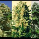 Indica Collector - POSITRONICS | TanieSianie.pl