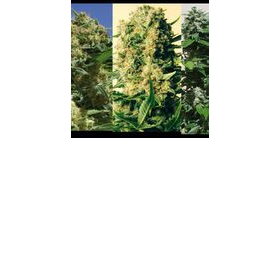 Indica Collector - POSITRONICS | TanieSianie.pl