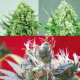 Sativa Collector - POSITRONICS | TanieSianie.pl