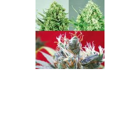 Sativa Collector - POSITRONICS | TanieSianie.pl