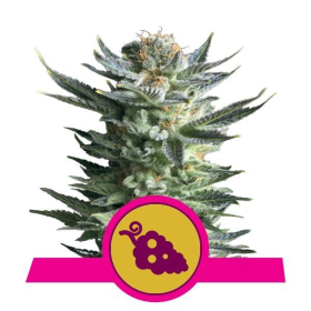 Fruit Spirit - ROYAL QUEEN SEEDS | TanieSianie.pl