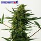 Critical 47 Express - POSITRONICS | TanieSianie.pl