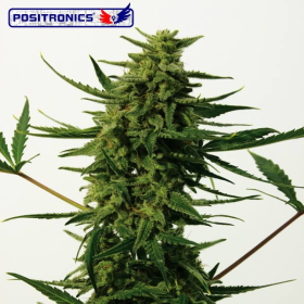 Critical 47 Express - POSITRONICS | TanieSianie.pl