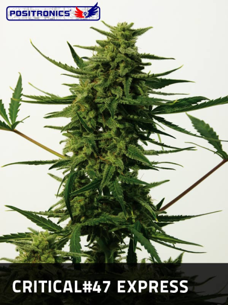 Critical 47 Express - POSITRONICS | TanieSianie.pl