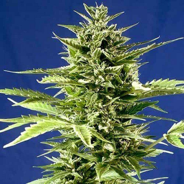 Jack Diesel Express - POSITRONICS | TanieSianie.pl