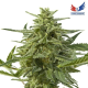 Northern Haze Express - POSITRONICS | TanieSianie.pl