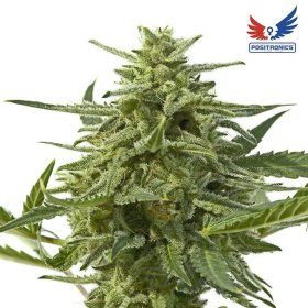 Northern Haze Express - POSITRONICS | TanieSianie.pl