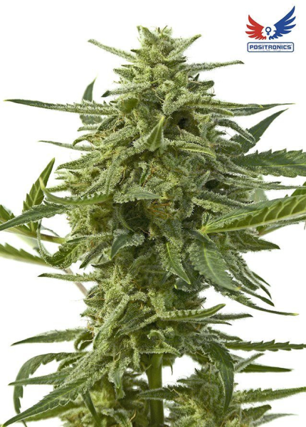 Northern Haze Express - POSITRONICS | TanieSianie.pl