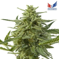 Northern Haze Express - POSITRONICS
