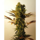 Hammershark - RESIN SEEDS | TanieSianie.pl