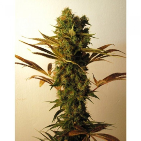 Hammershark - RESIN SEEDS | TanieSianie.pl