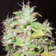 Sour P - RESIN SEEDS | TanieSianie.pl