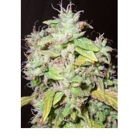 Sour P - RESIN SEEDS | TanieSianie.pl