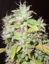 Sour P - RESIN SEEDS | TanieSianie.pl