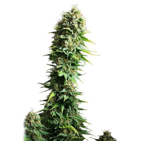 Fruit Spirit - ROYAL QUEEN SEEDS | TanieSianie.pl