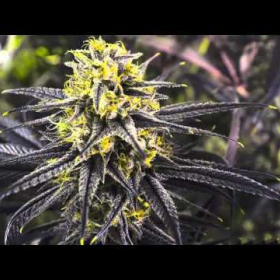 Zombie Kush - RIPPER SEEDS | TanieSianie.pl