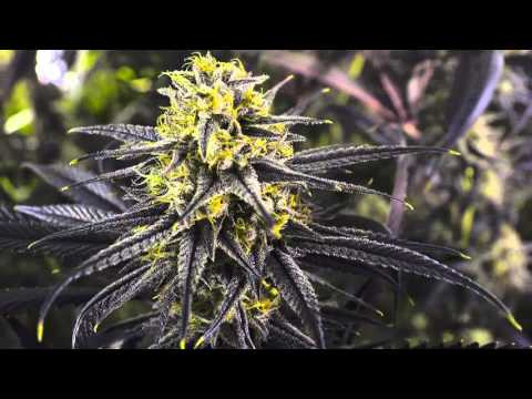 Zombie Kush - RIPPER SEEDS | TanieSianie.pl