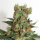 Fuel OG - RIPPER SEEDS | TanieSianie.pl