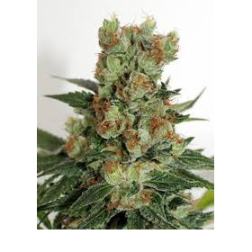 Fuel OG - RIPPER SEEDS | TanieSianie.pl