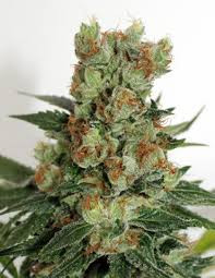 Fuel OG - RIPPER SEEDS | TanieSianie.pl