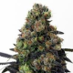 Acid Dough - RIPPER SEEDS | TanieSianie.pl