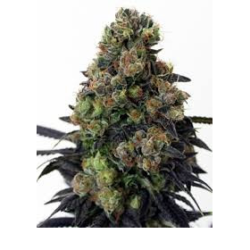 Acid Dough - RIPPER SEEDS | TanieSianie.pl