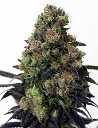 Acid Dough - RIPPER SEEDS | TanieSianie.pl