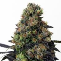 Acid Dough - RIPPER SEEDS