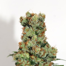 Ripper Badazz - RIPPER SEEDS | TanieSianie.pl