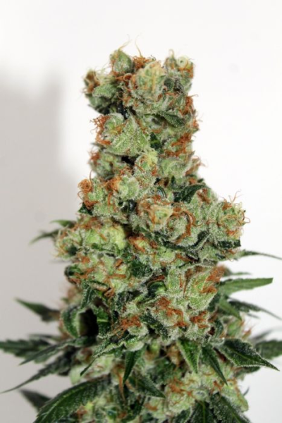 Ripper Badazz - RIPPER SEEDS | TanieSianie.pl