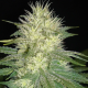 White Russian Auto - SAGARMATHA | TanieSianie.pl