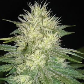 White Russian Auto - SAGARMATHA | TanieSianie.pl