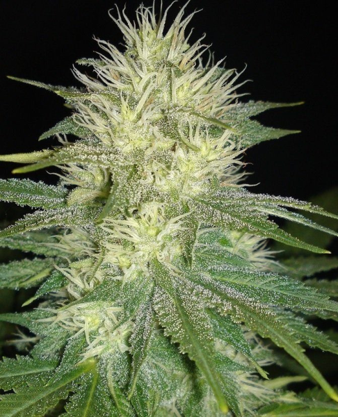White Russian Auto - SAGARMATHA | TanieSianie.pl