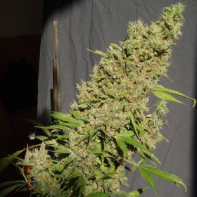 CBD Chronic - SERIOUS SEEDS | TanieSianie.pl