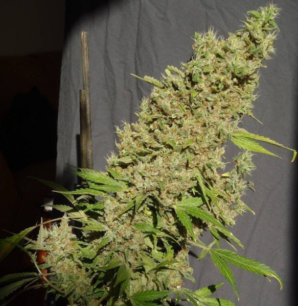 CBD Chronic - SERIOUS SEEDS | TanieSianie.pl