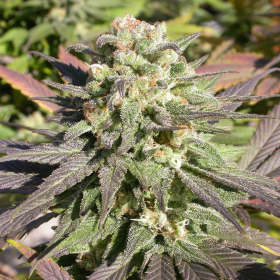 CBD Enriched Warlock - SERIOUS SEEDS | TanieSianie.pl