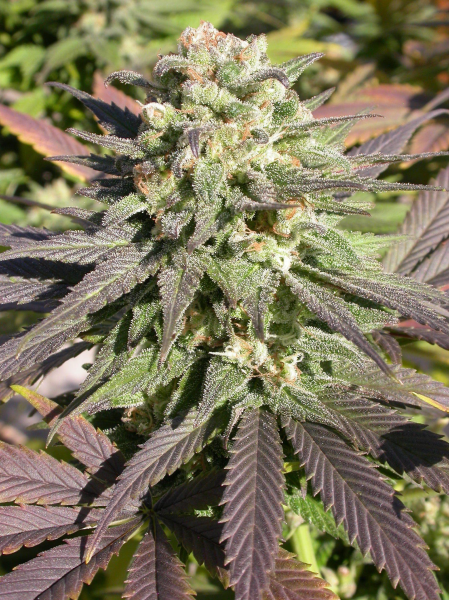 CBD Enriched Warlock - SERIOUS SEEDS | TanieSianie.pl